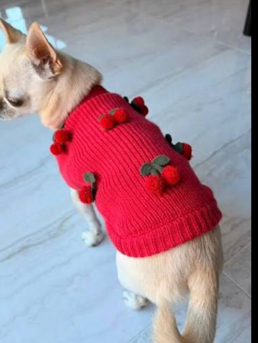 🍒Medium SportPet Pup Crew Dog Sweater With Cherry Bobbles